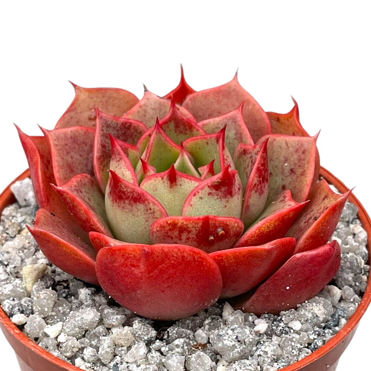 Echeveria 'Sulphur'