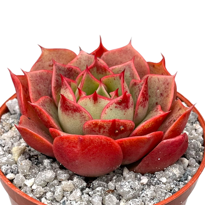 Echeveria 'Sulphur'