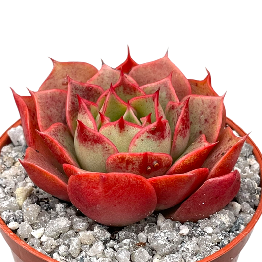 Echeveria 'Sulphur'