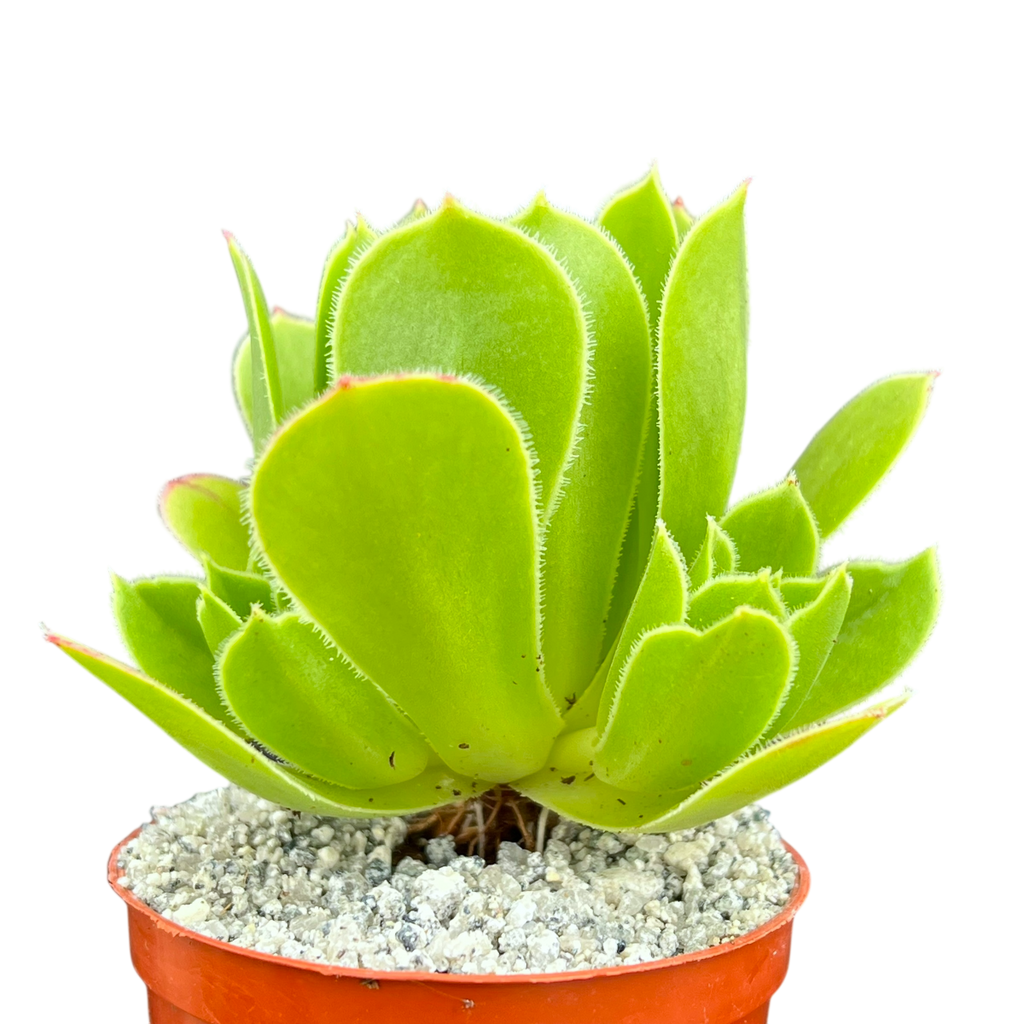 Aeonium 'Emerald Flame'