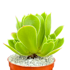 Aeonium 'Emerald Flame'