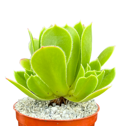 Aeonium 'Emerald Flame'