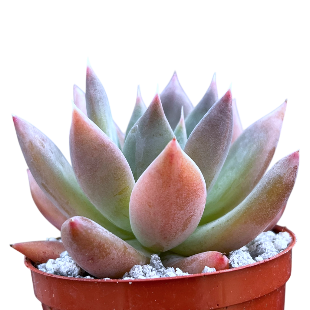 Echeveria 'Moonshadow'