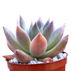 Echeveria 'Moonshadow'