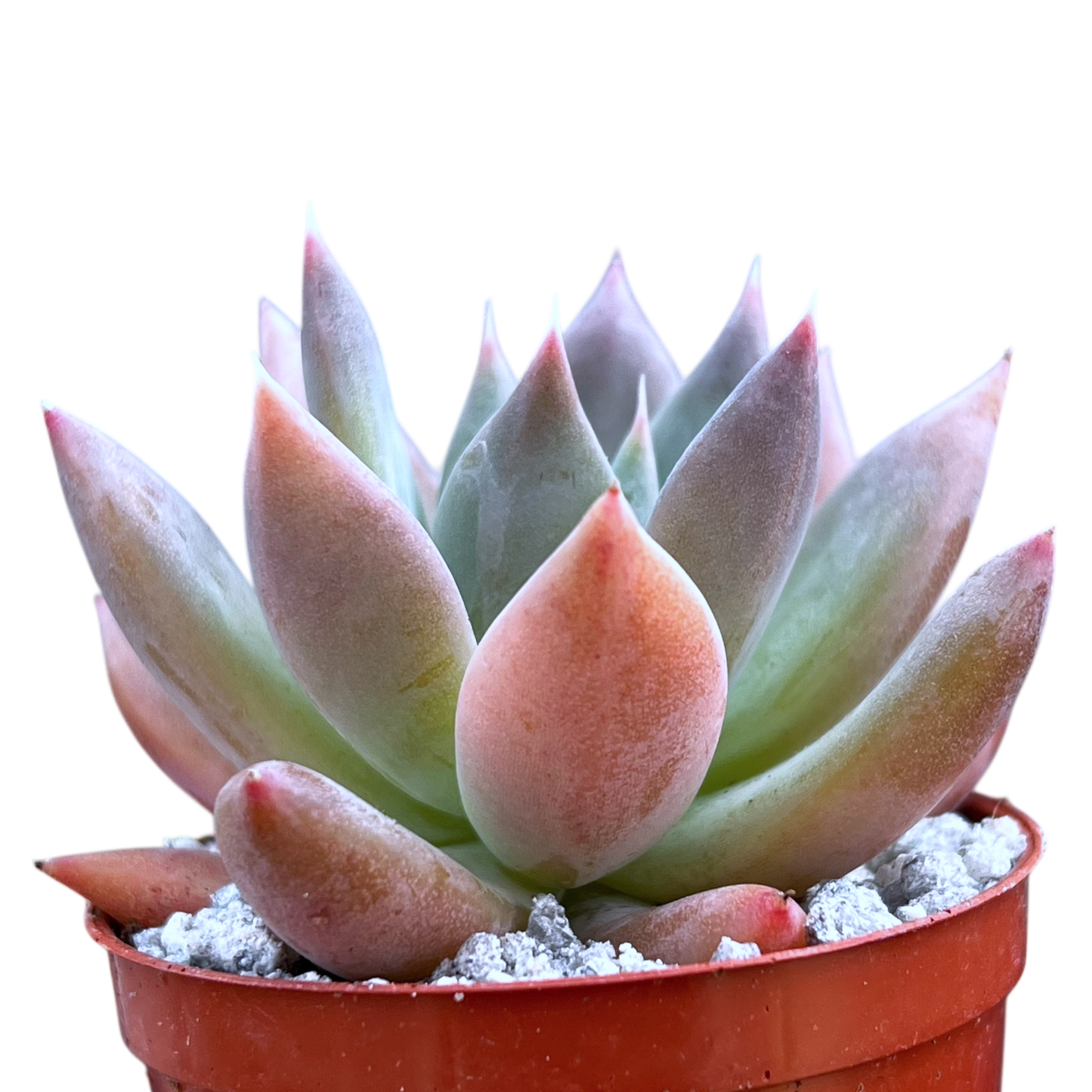 Echeveria 'Moonshadow'