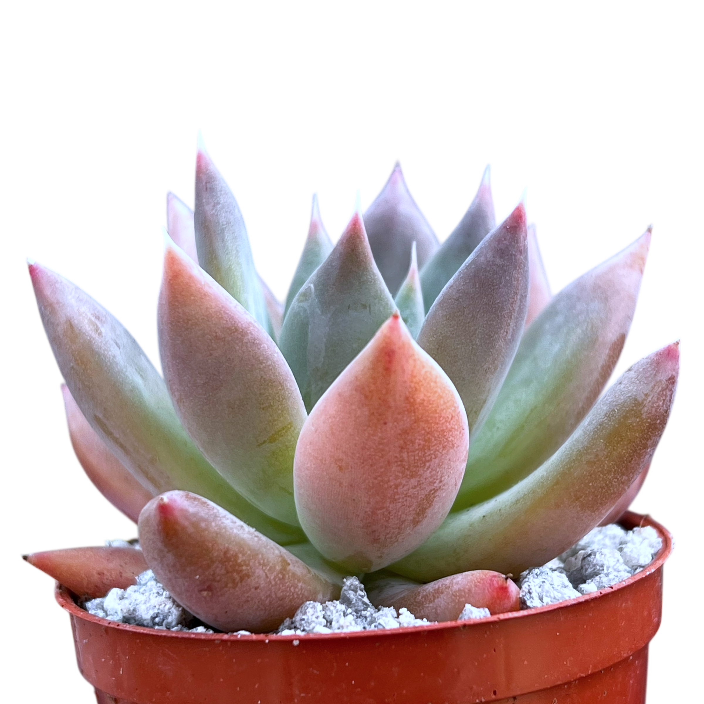 Echeveria 'Moonshadow'