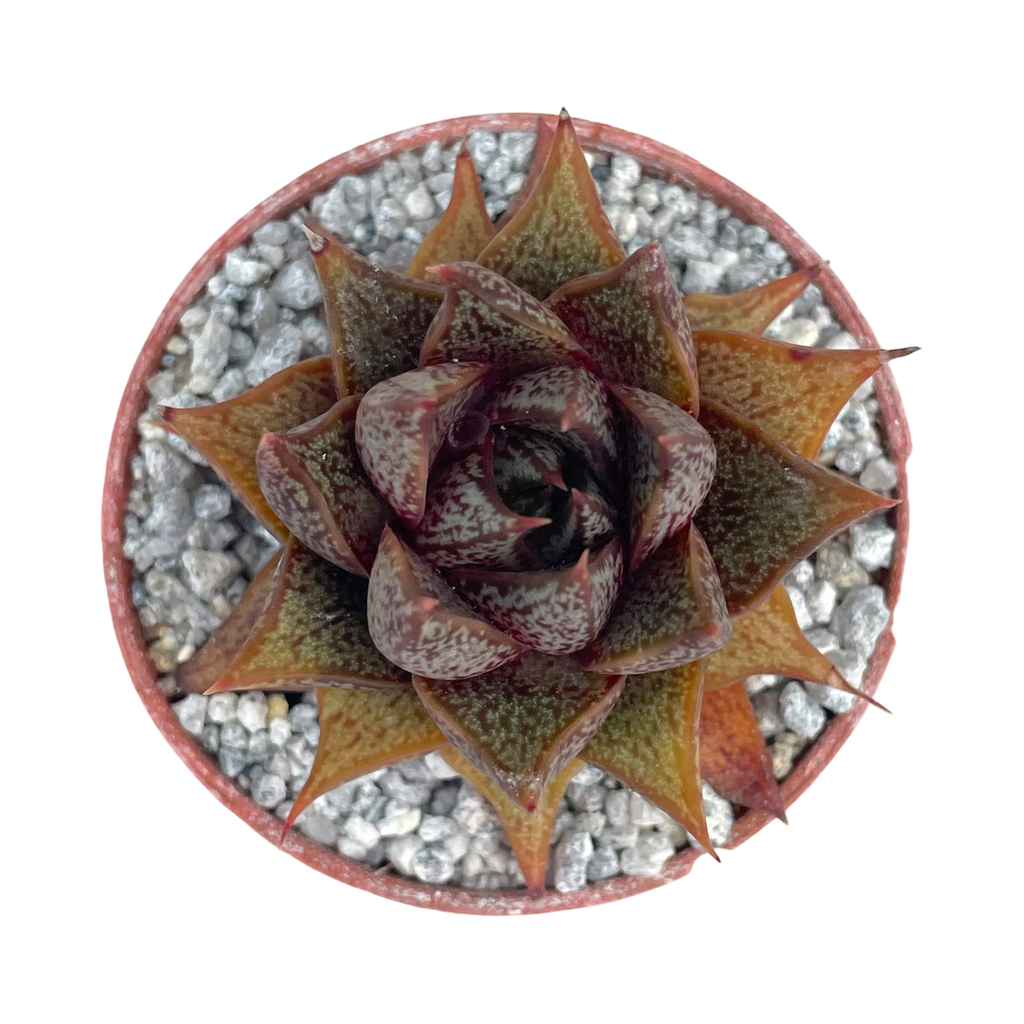 Echeveria purpusorum