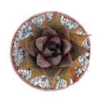 Echeveria purpusorum