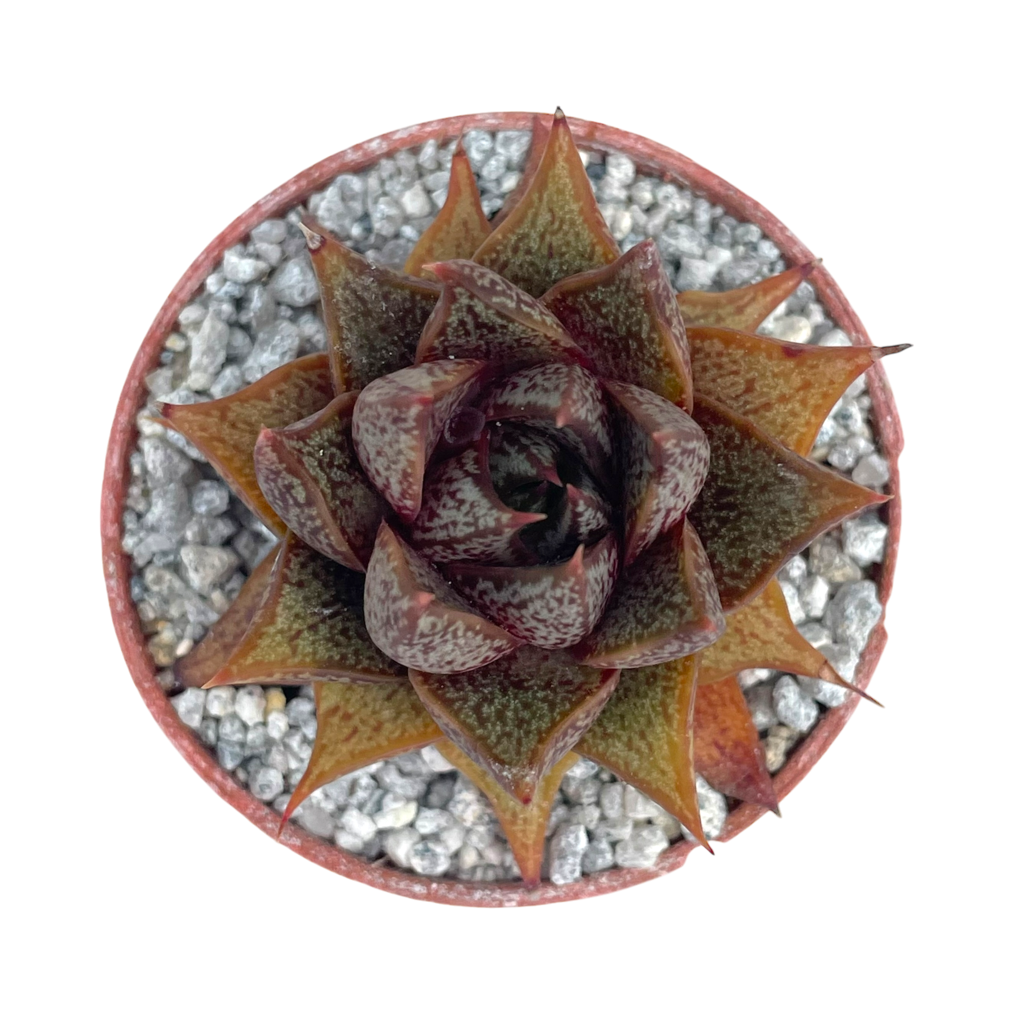 Echeveria purpusorum