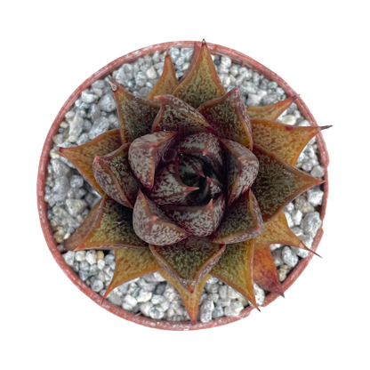 Echeveria purpusorum