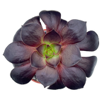 Aeonium 'Blood'