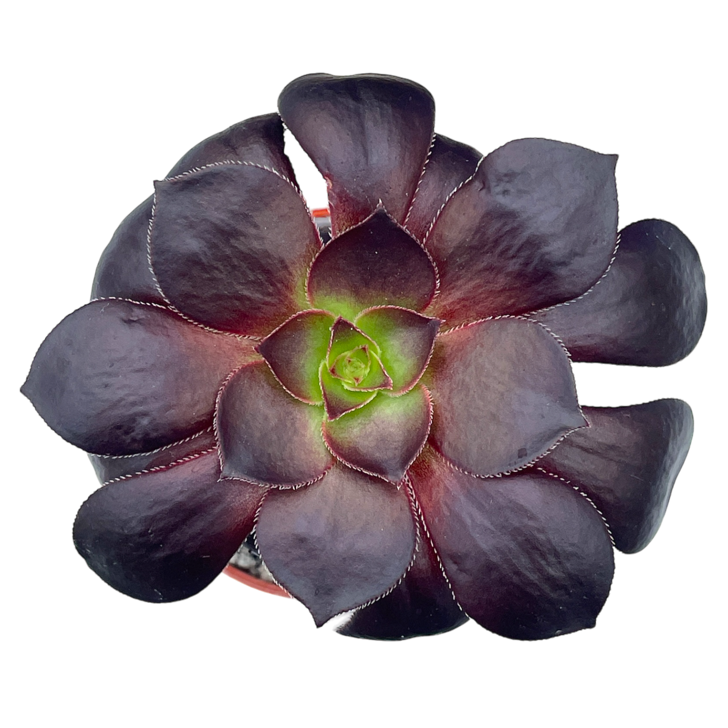 Aeonium 'Blood'