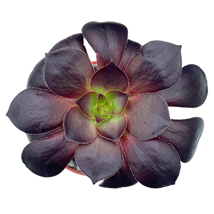 Aeonium 'Blood'
