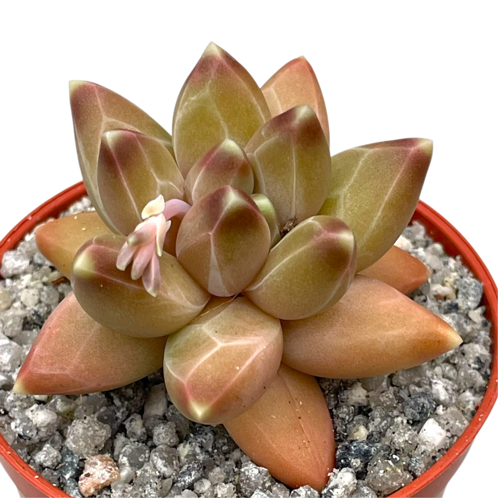 Pachyphytum compactum 'Little Jewel'