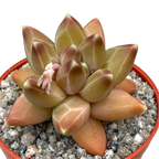 Pachyphytum compactum 'Little Jewel'