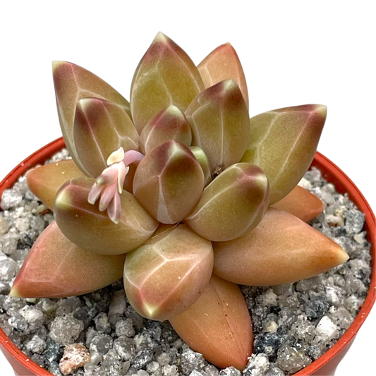 Pachyphytum compactum 'Little Jewel'