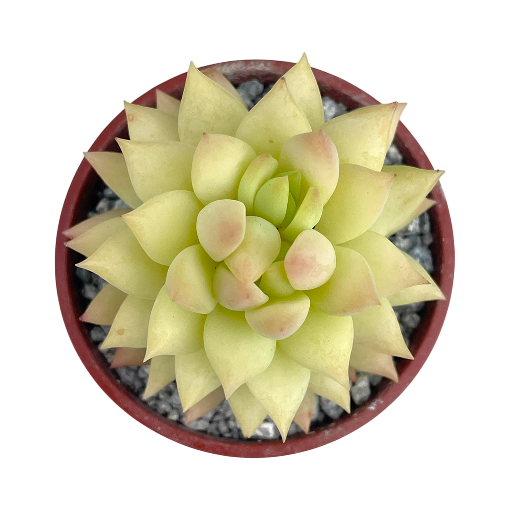 x Sedeveria 'Harry Butterfield'