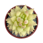 x Sedeveria 'Harry Butterfield'