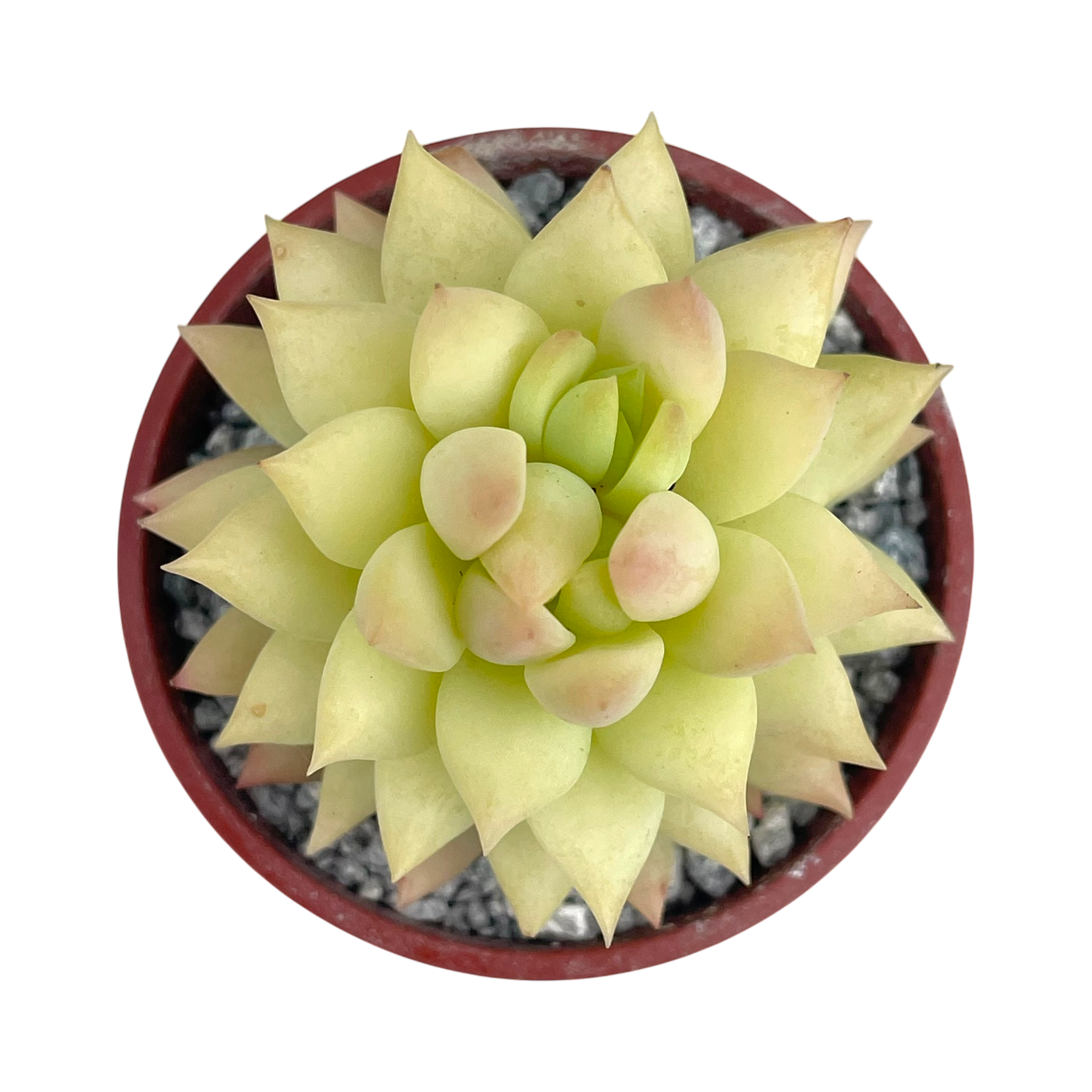 x Sedeveria 'Harry Butterfield'