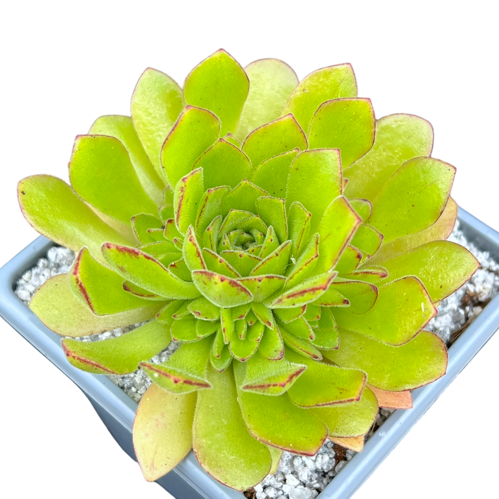Aeonium 'Cupcake'