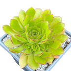 Aeonium 'Cupcake'