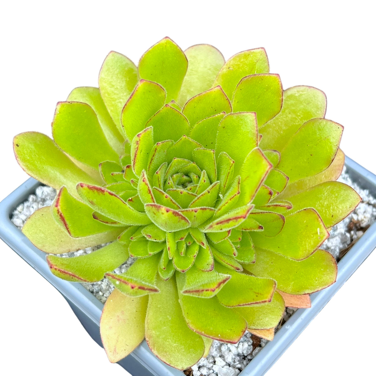 Aeonium 'Cupcake'