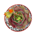 Echeveria 'Ramillette'