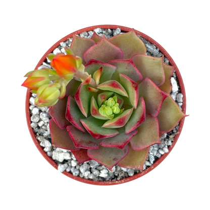 Echeveria 'Ramillette'
