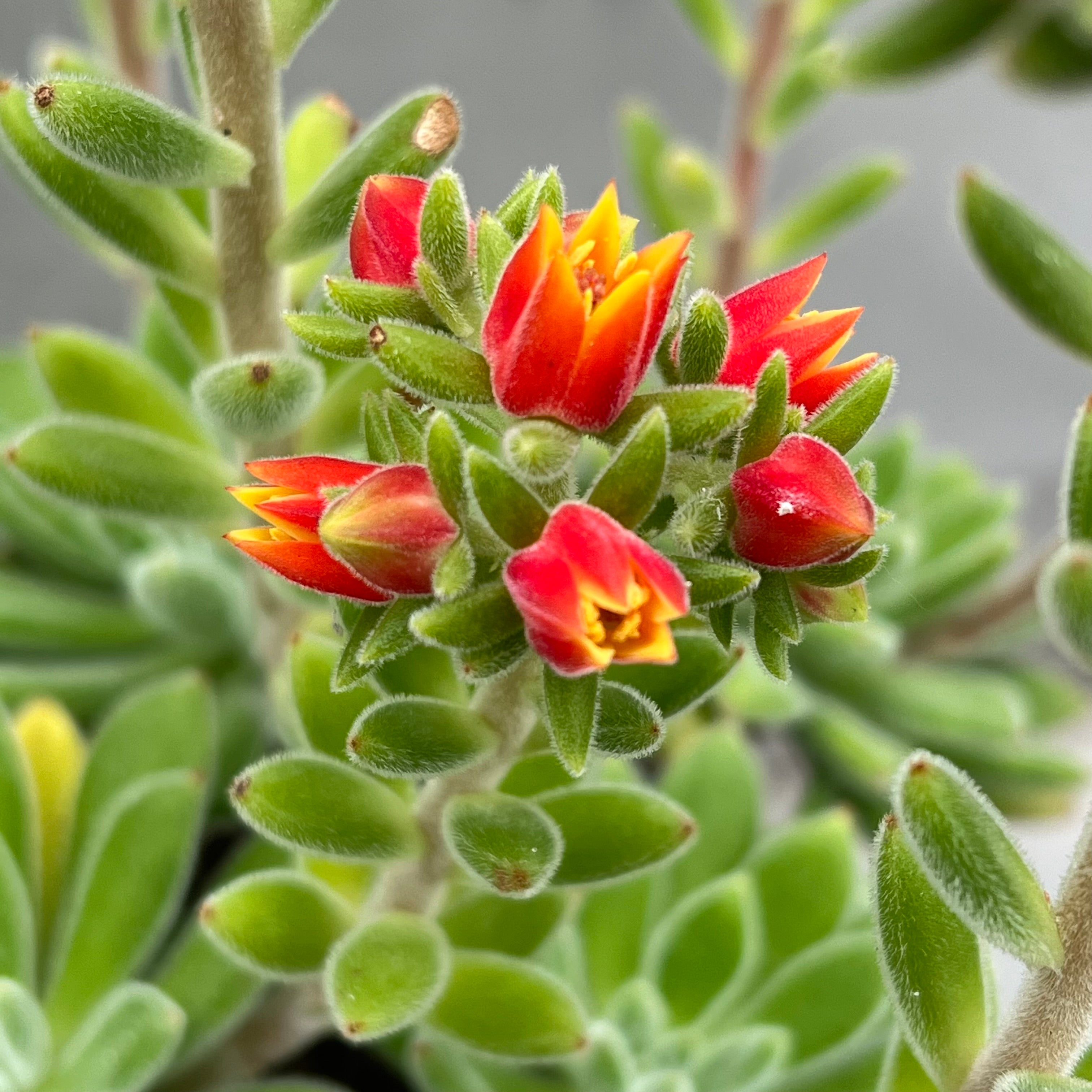 Echeveria 'Set-Oliver'