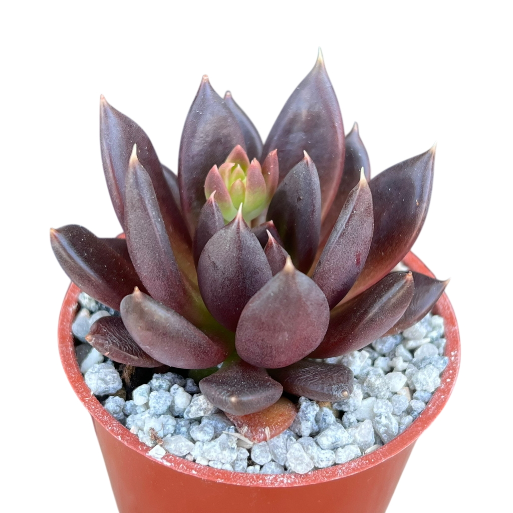 Echeveria affinis
