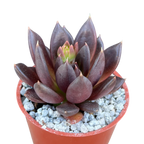Echeveria affinis