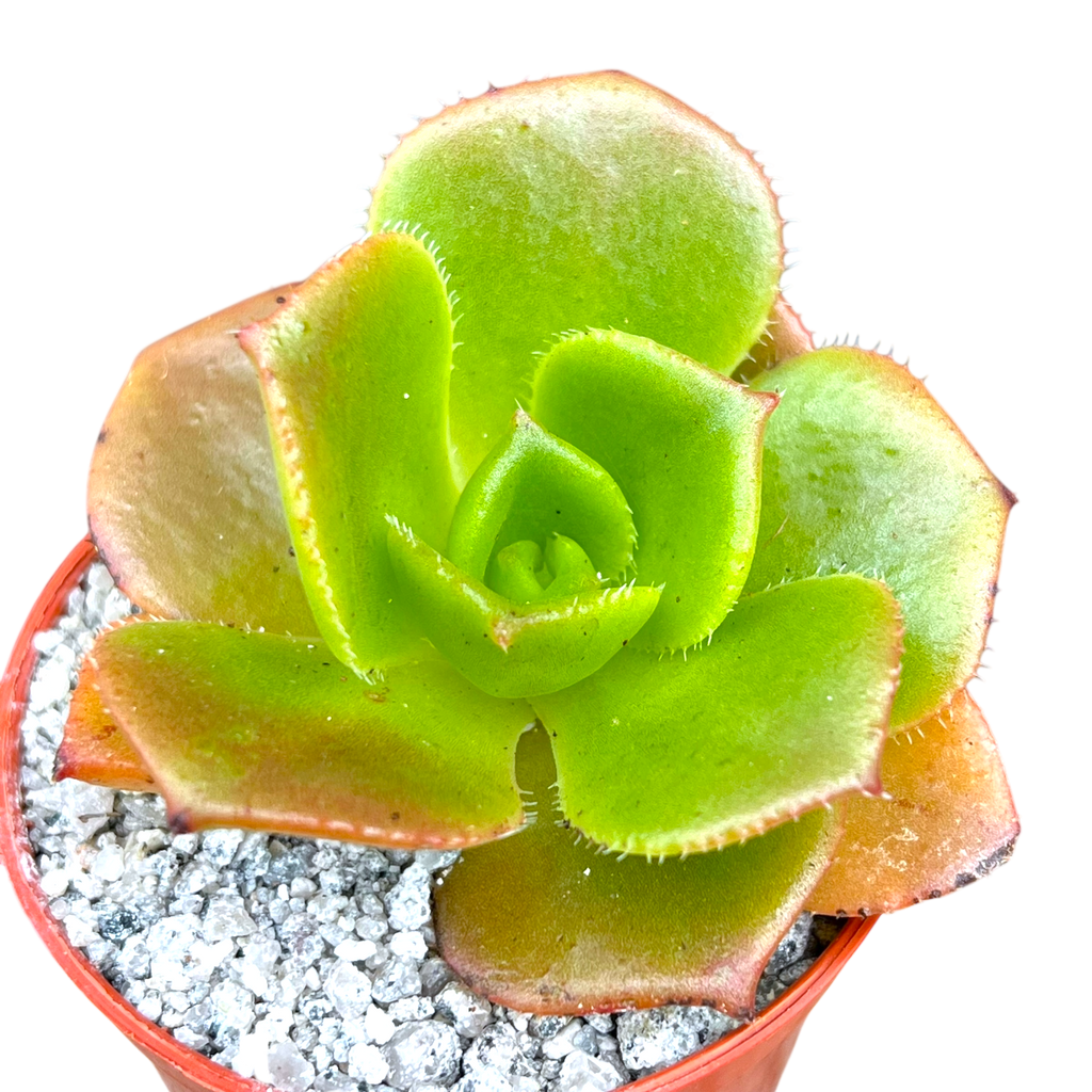 Aeonium nobile