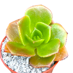 Aeonium nobile