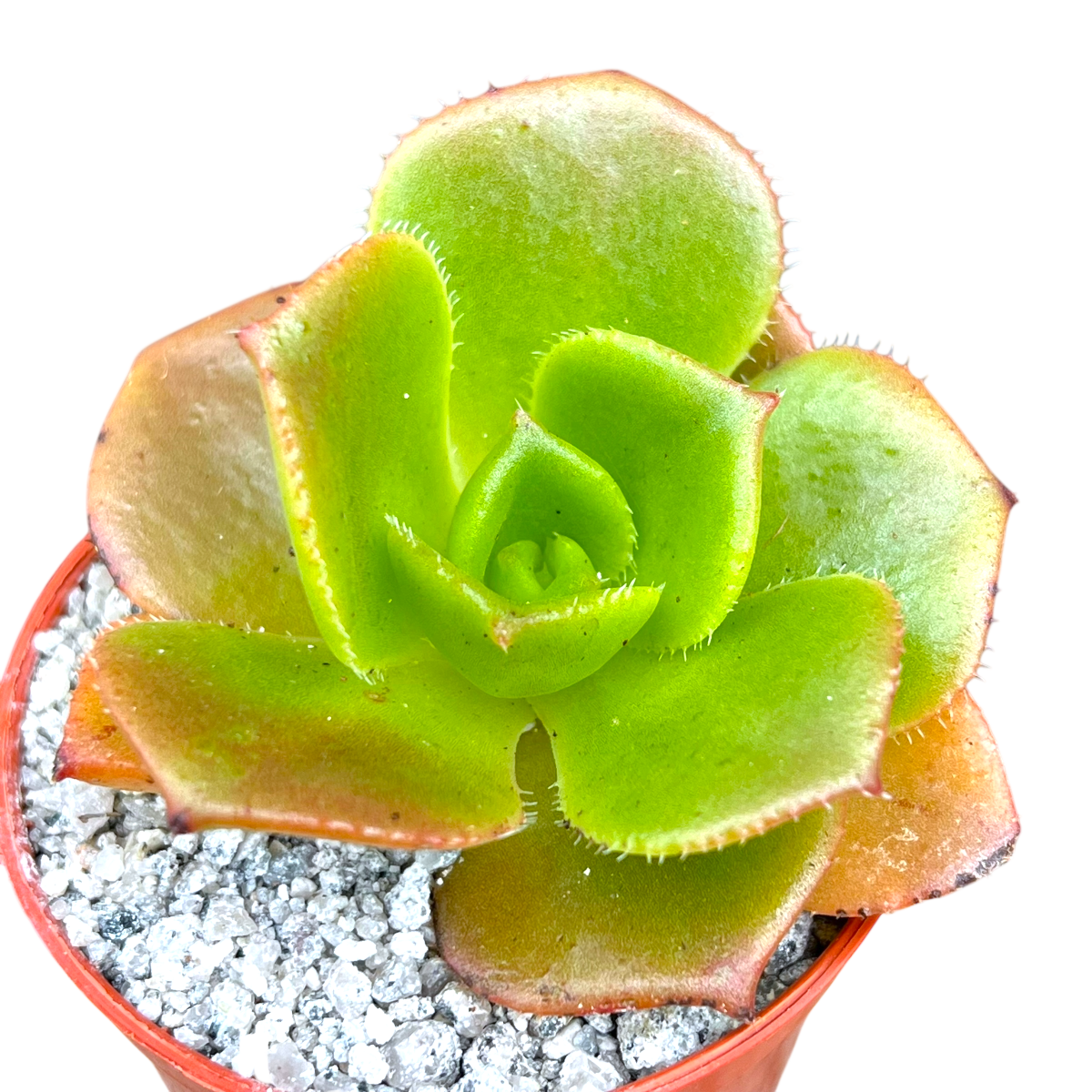 Aeonium nobile