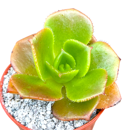 Aeonium nobile