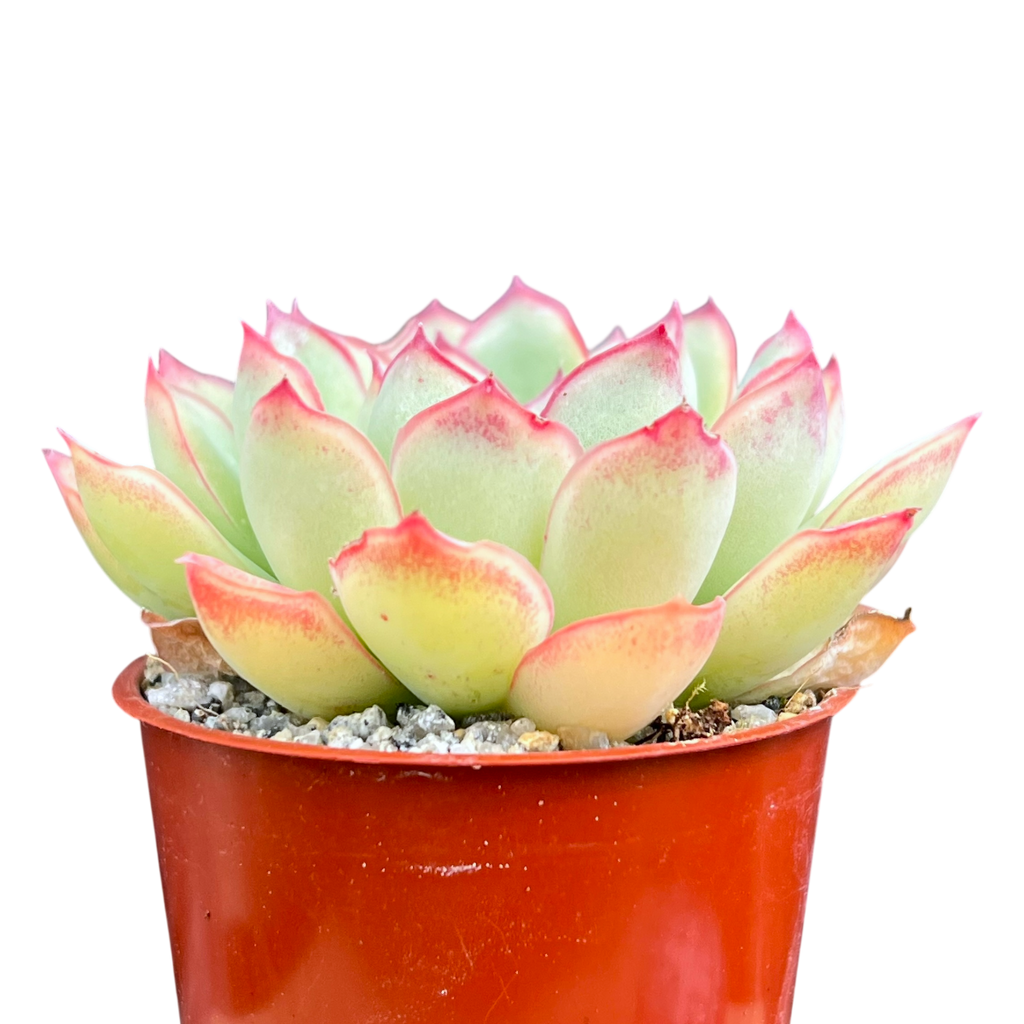 Echeveria pulidonis