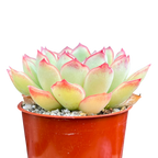 Echeveria pulidonis