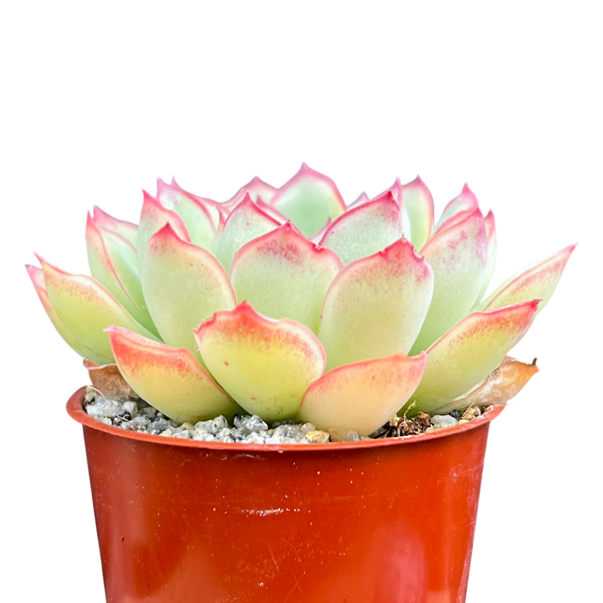 Echeveria pulidonis