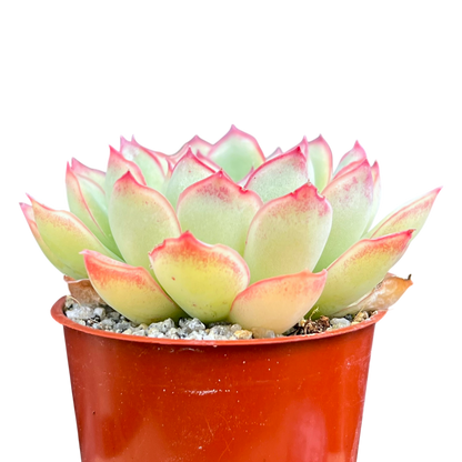 Echeveria pulidonis