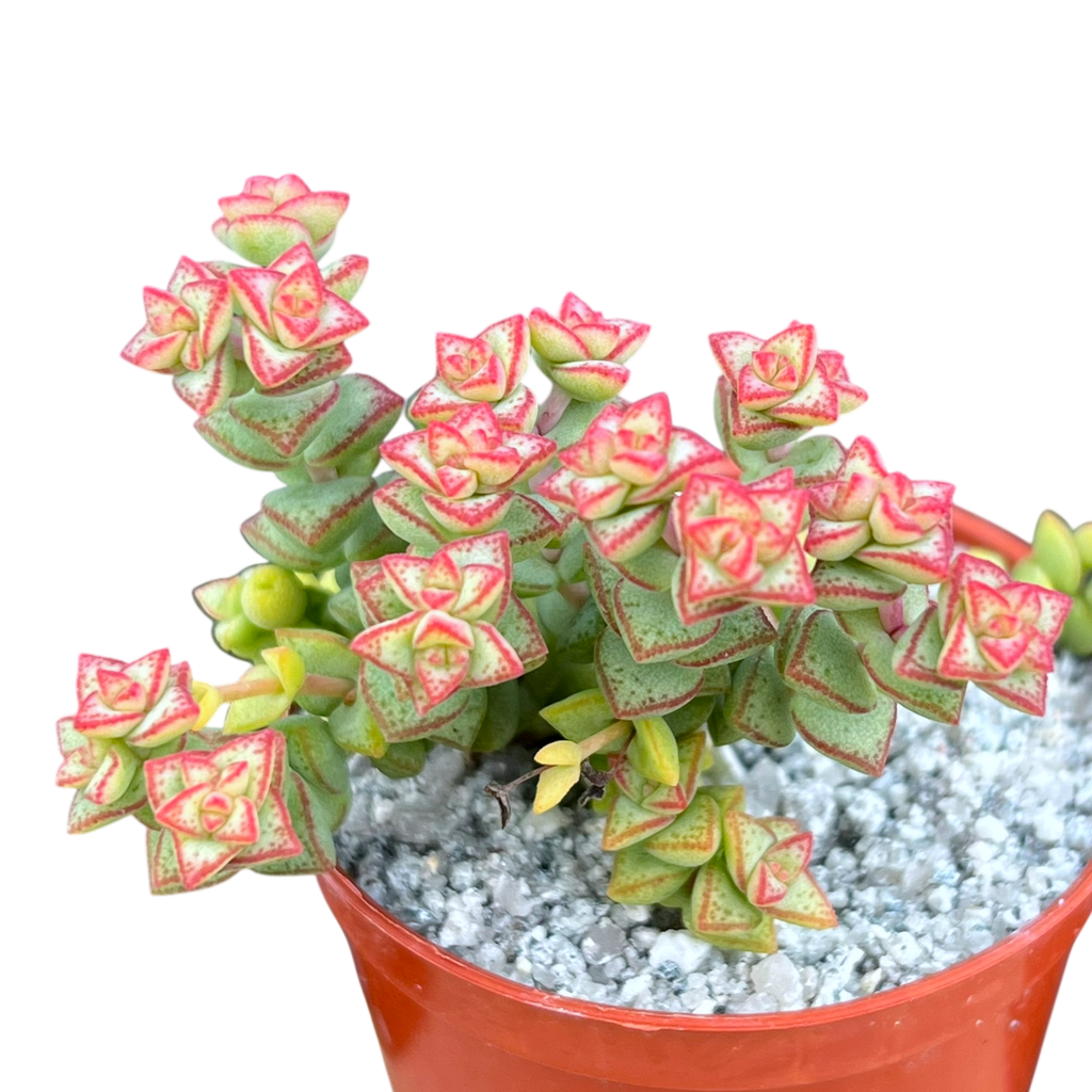 Crassula rupestris var. monticola