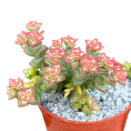 Crassula rupestris var. monticola