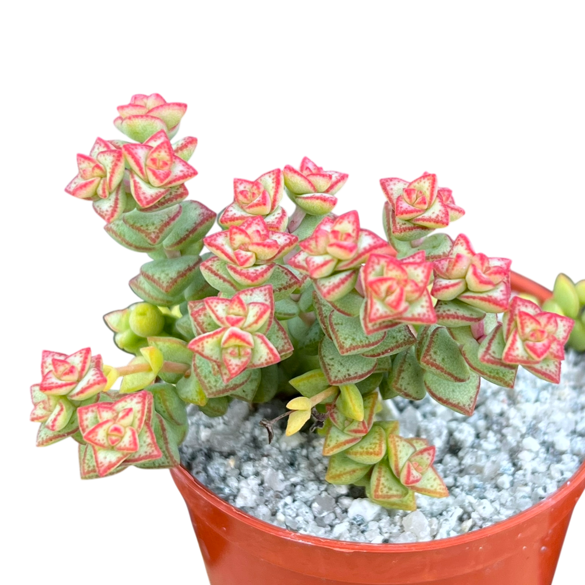 Crassula rupestris var. monticola