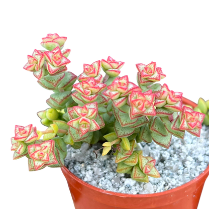 Crassula rupestris var. monticola
