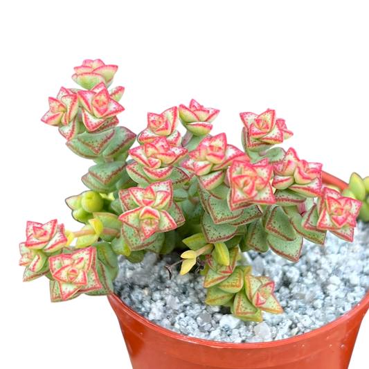 Crassula rupestris var. monticola