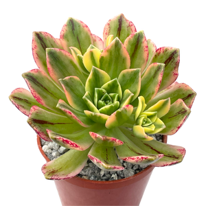 Aeonium 'Green Tea'