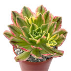 Aeonium 'Green Tea’
