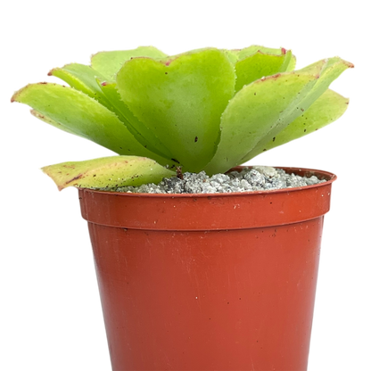 Aeonium tabuliforme x nobile