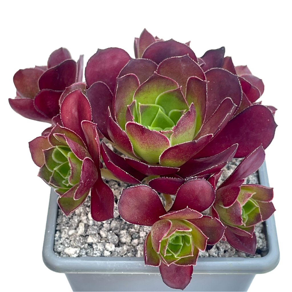 Aeonium 'Dynamite'