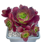 Aeonium 'Dynamite'