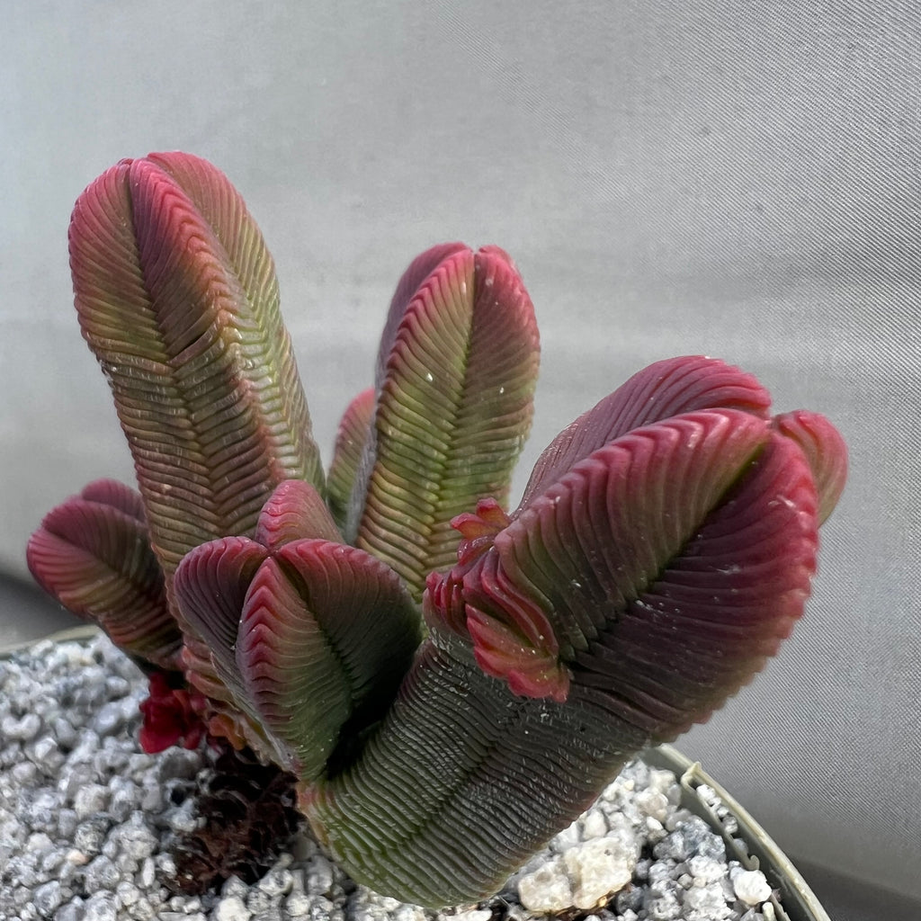 Crassula pyramidalis